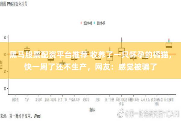 黑马股票配资平台推荐 收养了一只怀孕的橘猫，快一周了还不生产，网友：感觉被骗了